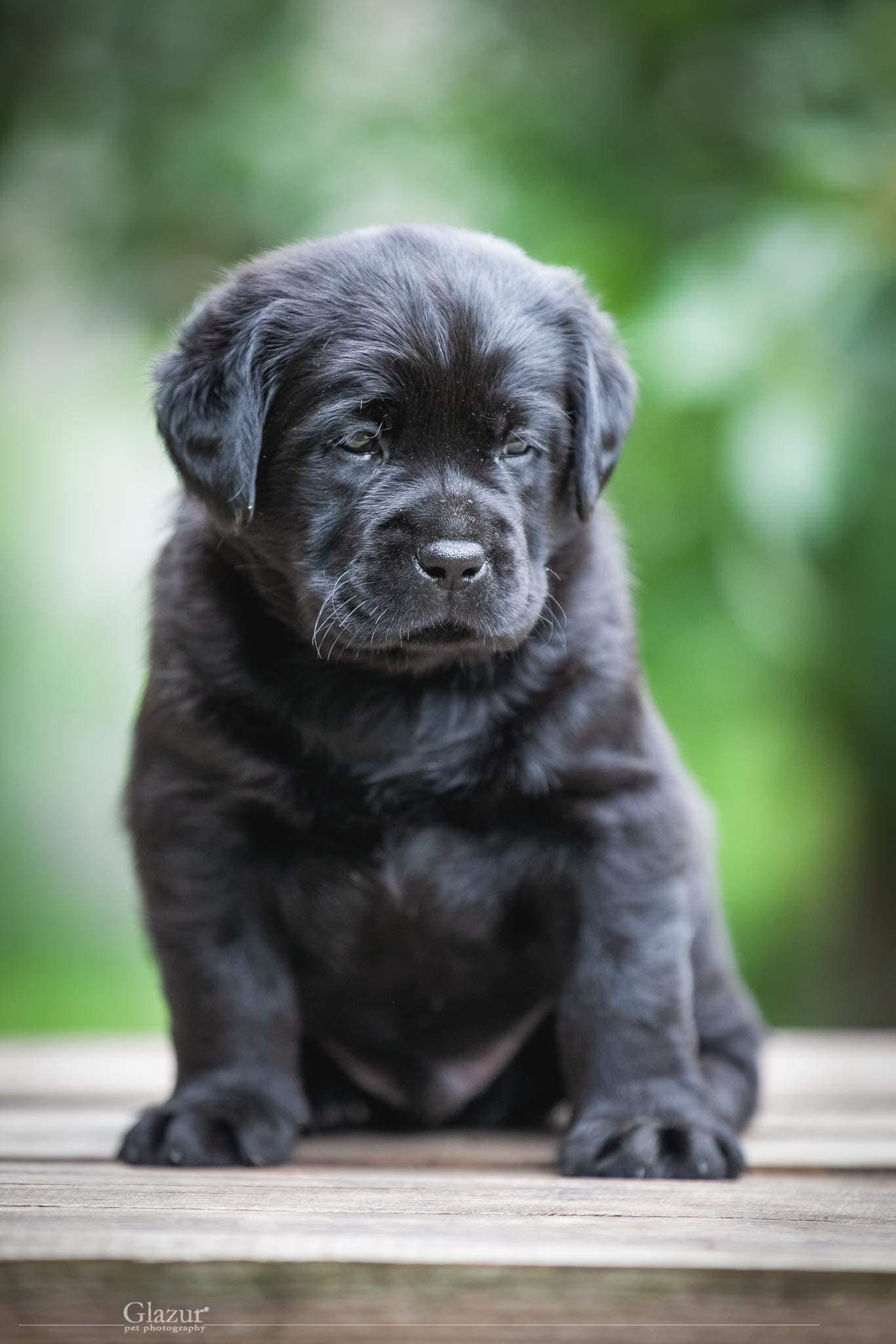 Black Labrador Puppy for Sale in Bangalore  - Breed n Breeder